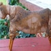Primitive Cow Doll - Shelf Sitter or Tuck - For your Hutch, Cupboard or Mantel