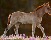 Dawn Glow - Fine Art Wild Horse Photograph