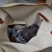 U N I S E X collection Canvas carry all tote, leather handles and strap, khaki