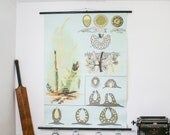 Vintage School chart Freshwater Algae, Paper on linen, german school print