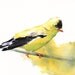 Bird PAINTING Goldfinch watercolor Print of Watercolor Painting by Splodgepodge - 5 by 7 print