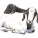 Goat watercolor painting - print of watercolor painting - 5 by 7 print