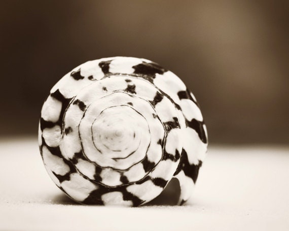 Seashell Photography - cone shell photo chocolate brown white black sepia modern wall print - 11x14, 10x10, 8x10 Photograph, "Marbled Cone"