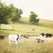 Cow Photography - pasture country countryside - landscape field rural grass - farm print - cow fine art - 8x10 Photograph, "Out to Pasture"