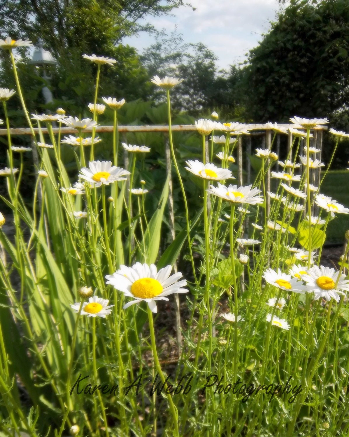 Photo White Daisies Fleur Garden Shabby Chic Cottage Decor Wall Art 8X10 Karen A Webb Photography