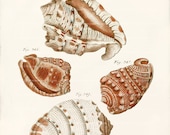 Antique Shell Art Print - 8 x 10 - Cafflices Shells Wall Decor