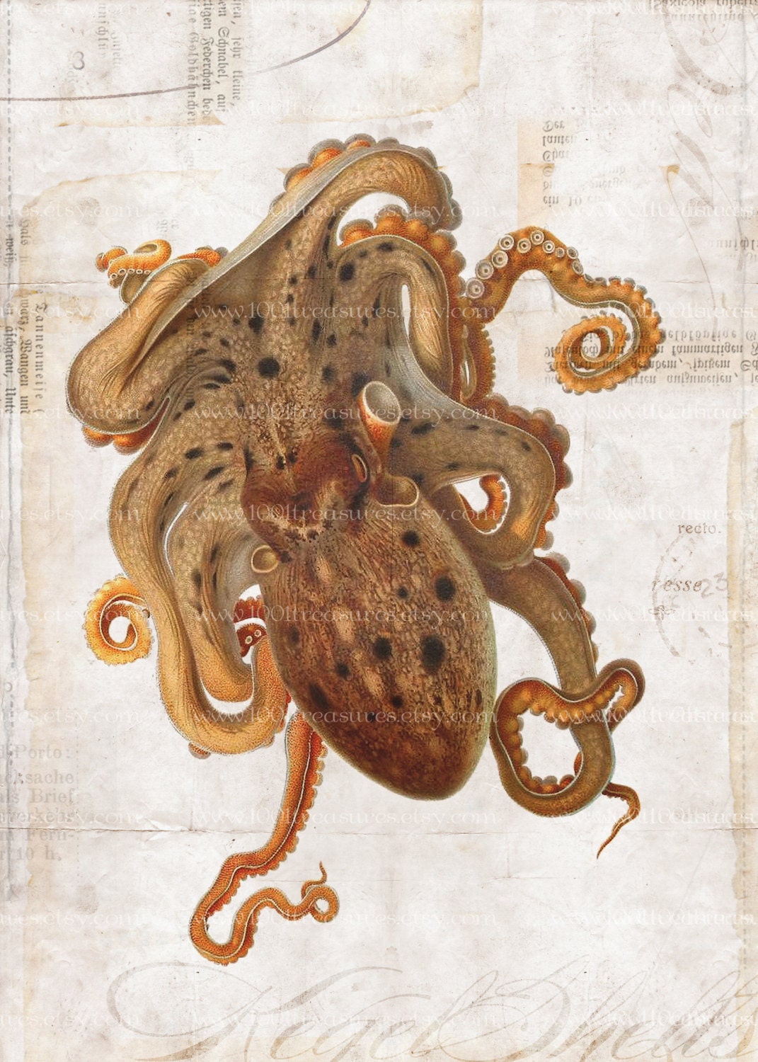 Antique Octopus Art Collage Print - 5 x 7 - Natural History - Octopus Collage 2 Home Decor
