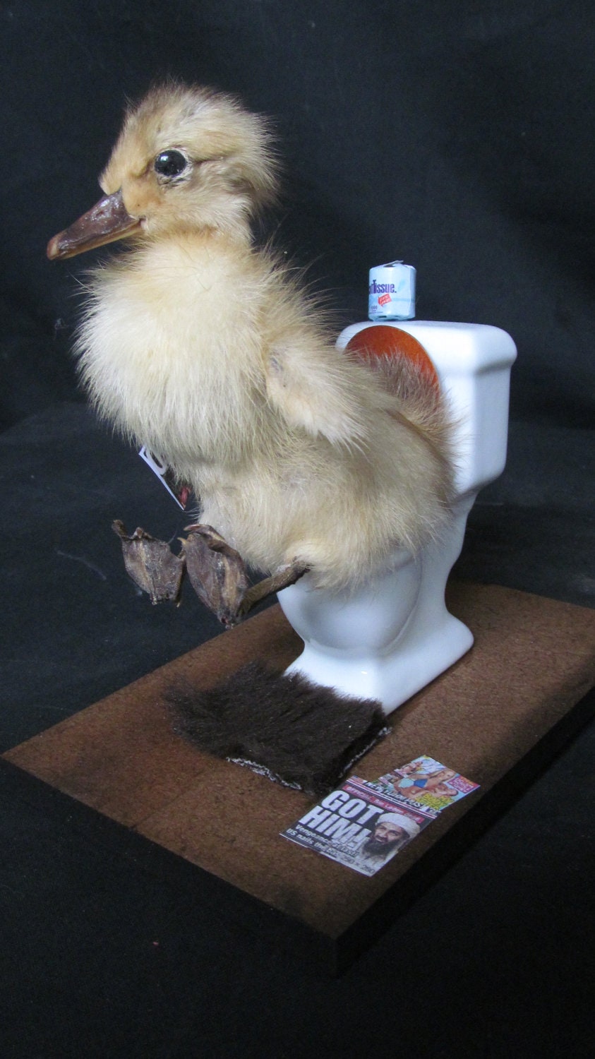 Taxidermy Duckling Ducky Dump Display Osama Bin Laden