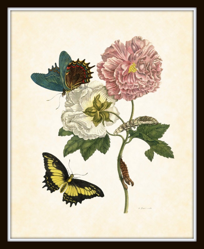 Botanical with Butterfly 2 Maria Sibylla Merian - BelleBotanica