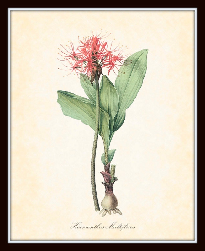 Botanical Art Print Fireball Lily Haemanthus Multiflorus 1830's Art Print 8 x 10 Digital Collage Home Decor Wall Art Garden