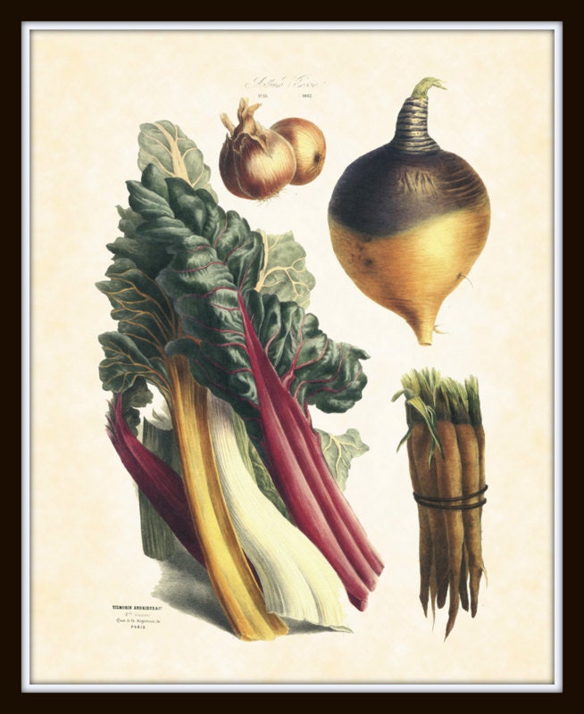 Antique French Vegetable Plate 13 Botanical Art Print 8 x 10 Digital Collage Home Decor Wall Hanging Garden