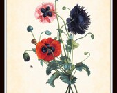 Antique Anemone Botanical Art Print 8 x 10 Digital Collage Home Decor Home and Garden Wall Decor