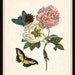 Botanical with Butterfly 2 Maria Sibylla Merian