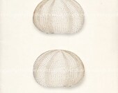 Sea Urchins Illustration - Two Sea Urchins Natural History Wall Decor Print 8x10