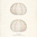 Sea Urchins Illustration - Two Sea Urchins Natural History Wall Decor Print 8x10