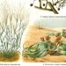 Desert Flora Botanical Print, Antique Lithograph,1923, Plants Shrubs Xerophytes