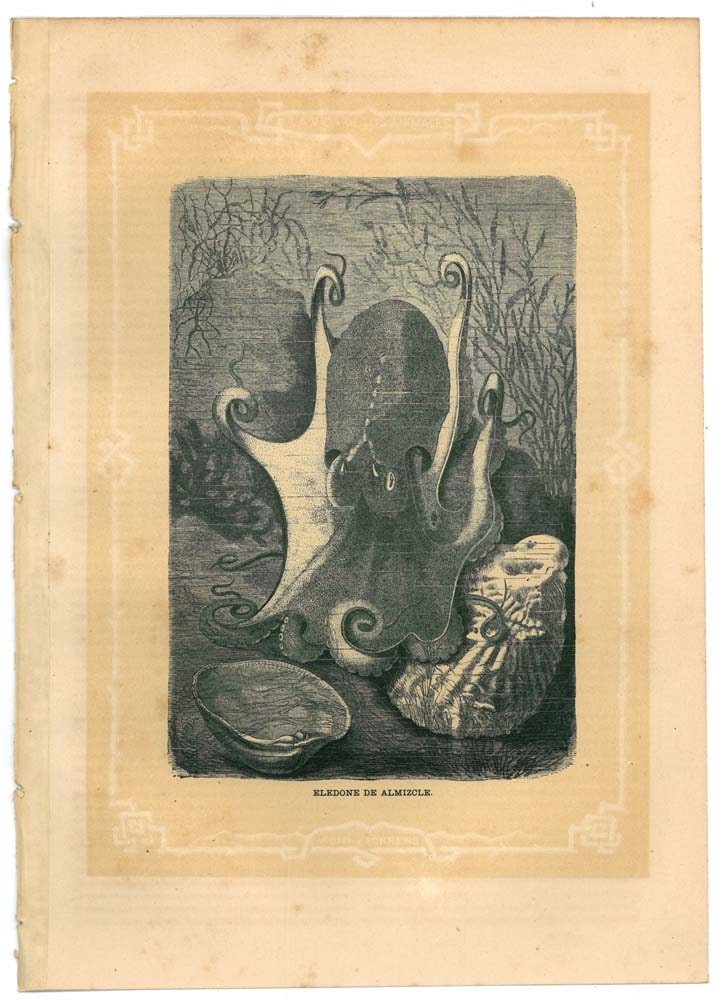 Musky Octopus Antique Art Print Natural History Engraving Eledone moschata Brehms Tierleben