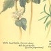 Vintage Botanical Print Plants Gardening