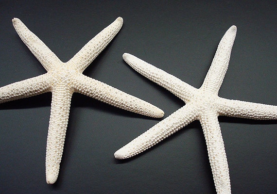 White Finger Starfish/Medium (2 pcs.)