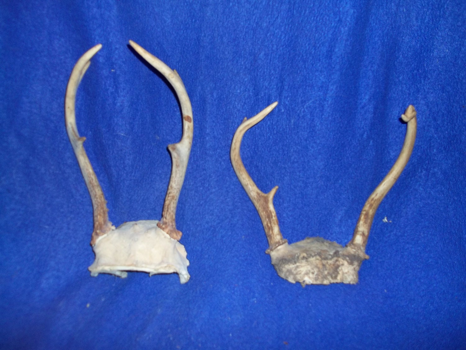 2 Real bone animal part deer head skeleton skull cap with antlers