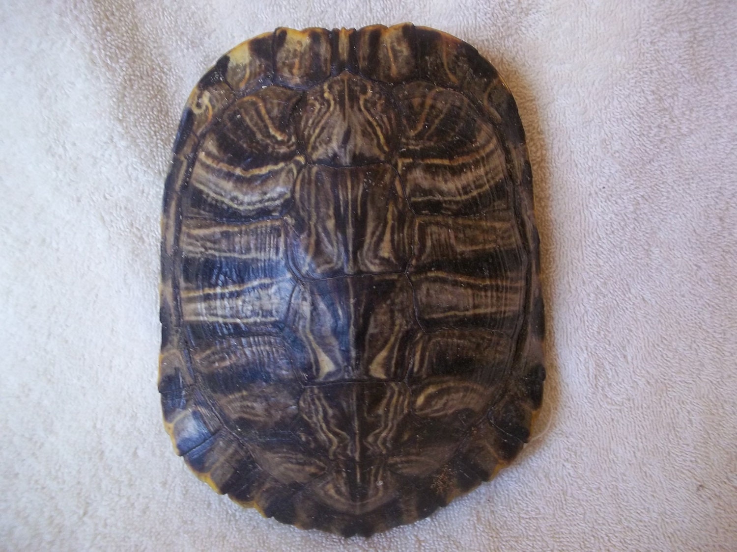 real animal bone Red Ear Slider Turtle Shell part