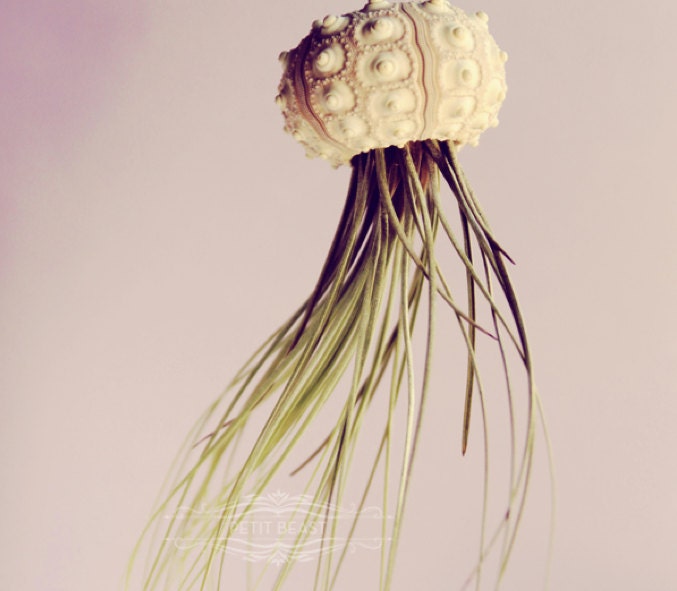 Voyager Jellyfish Air Plant // Octopus Sputnik Sea Urchin Wedding Favor Decor Gift DIY shell hanging art - PetitBeast