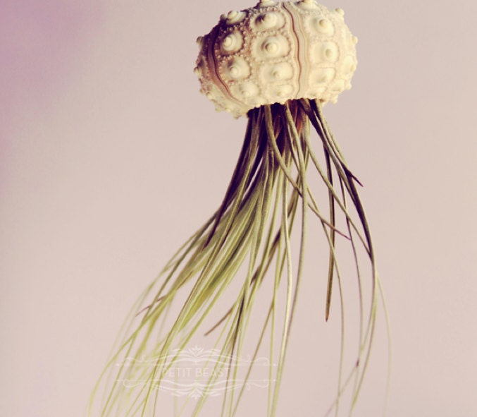 Voyager Jellyfish Air Plant // Octopus Sputnik Sea Urchin Wedding Favor Decor Gift DIY shell hanging art