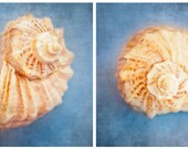 25% Off SALE Set Of Two 8x8 prints - sea ocean, summer, blue, square photo- Seashells - aqua aquamarine, beach print, nursery decor