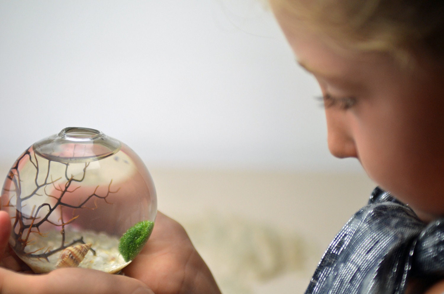 Marimo - Japanese Moss Ball Aquarium - footed bud vase - with sea fan - shells - and sand