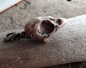 Bird Skull, Charm in Old Bone,Bird Skull,Bird Skull Replica