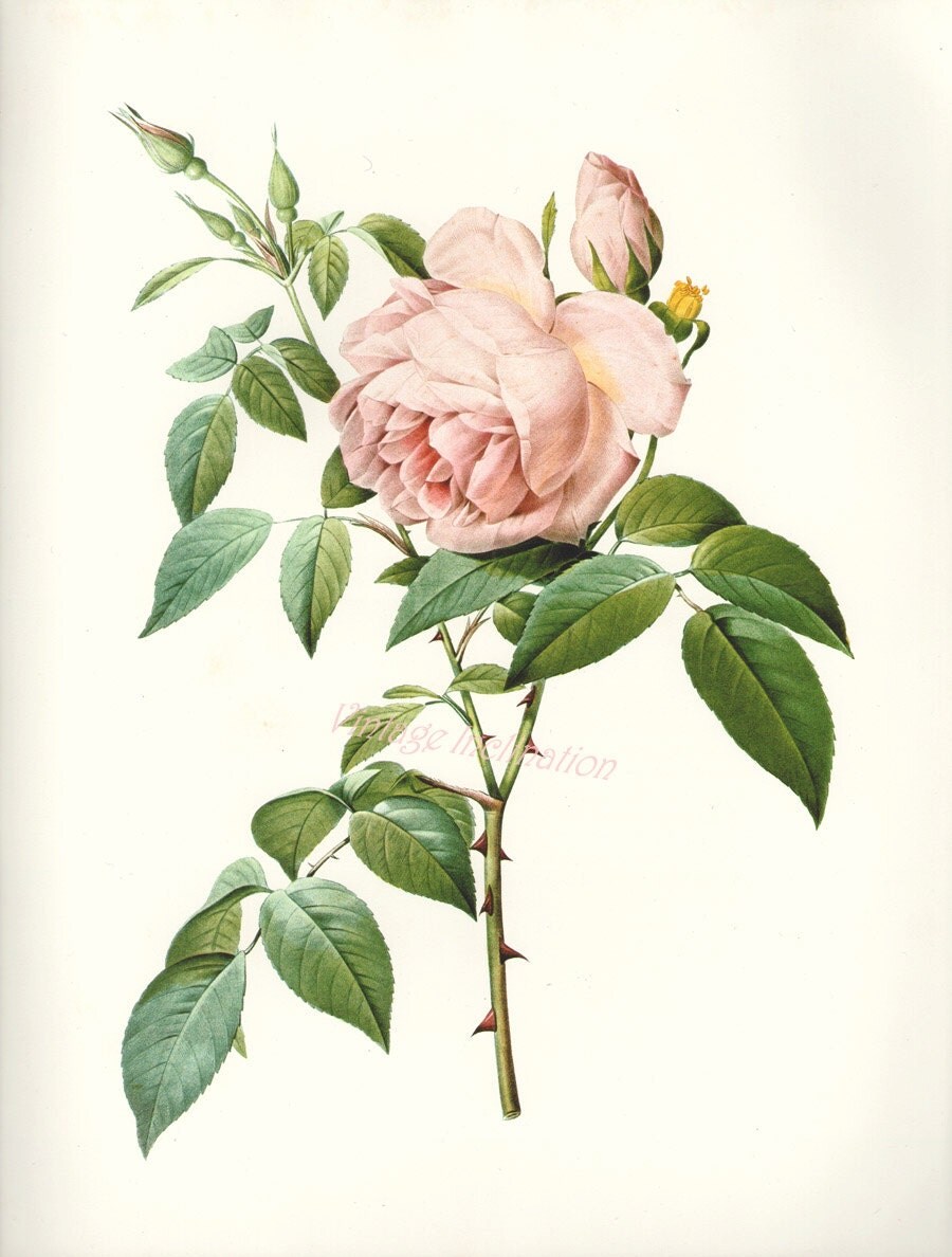 rose botanical