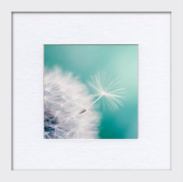 Fine art photography dandelion nature photography 5x5 fine art print teal botanical photograph blue aqua summer spring