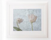 Shabby Chic Home Decor Cream White Tulip 8x10 Floral Art Print Pastels Pale Blue Ivory French Country art for girls room
