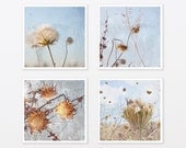Nature Photograph - Dandelion Photo - Shabby Chic Decor - Rustic Landscape golden fields 8x8 cottage girls room art