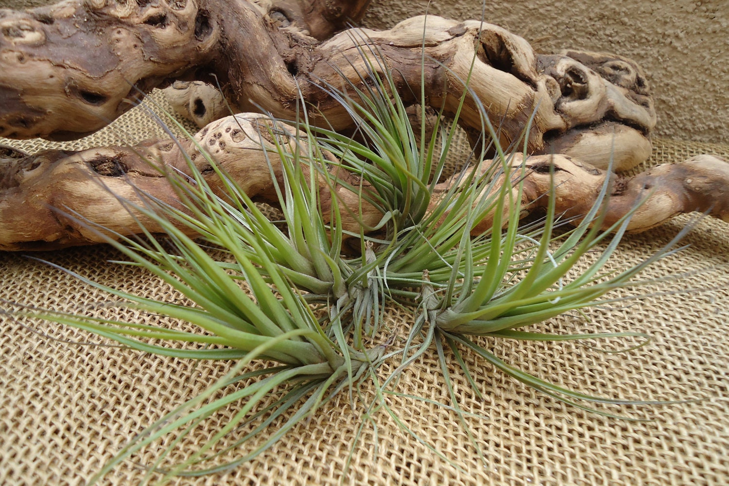 5 Pack Tillandsia Tenuifolia Blue Air Plants