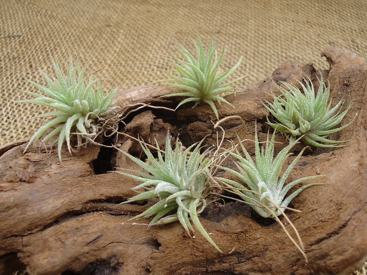 5 Pack Mini Tillandsia Ionantha Mexico Air Plants