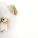 Needle Felted Toy - Little Sheep. Felt Toys. Mothers Day. Gift under 50.