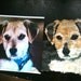 Torn Paper Pop Art Dog Portrait 12 X 12 Chigirie Custom Pet Portrait from your photo,Cradled Birch, Payment Plan, Dog Portrait