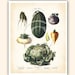 Antique Botanical Art Print French Vegetables Print Book Plate 14 Reproduction 8x10 inches