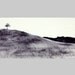 Black and White Tree Drawing - Original - Tree Pencil Drawing - ART - Hand Drawn,  "Solo and Strong" - Australia