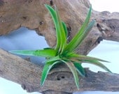 Tillandsia Air Plant -Veluntina Flowering Plant with Soft Leaves. Great Gift. Easy Care. Start your Collection Today.