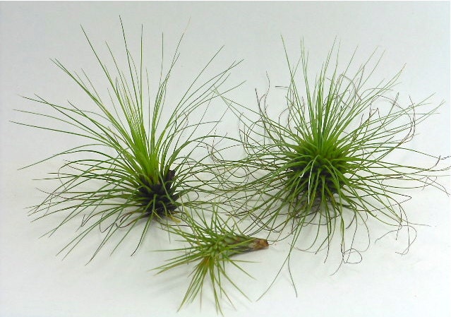 Air Plants 3 pack Fuzzy Tillandsias  Argentea, Filifolia, and Funkiana. Flowering Plants.