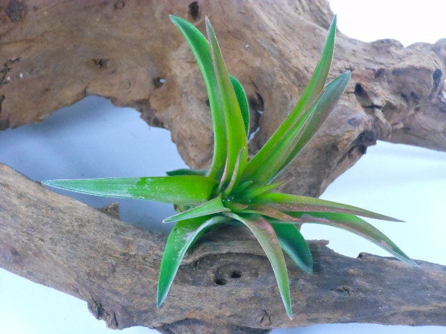 Tillandsia Air Plant -Veluntina Flowering Plant with Soft Leaves. Great Gift. Easy Care. Start your Collection Today.