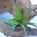 Tillandsia Air Plant -Veluntina Flowering Plant with Soft Leaves. Great Gift. Easy Care. Start your Collection Today.