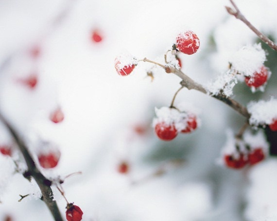 Winter Berries Red Berries Bittersweet Rustic White Snow Winter Photography Red Gray 8 x 10 Fine Art Print - ShadetreePhotography