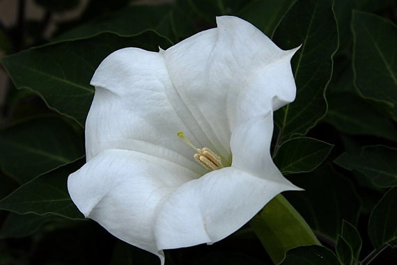 Moon Flower - Pearly Gates Mix - 20 Seeds - Annual