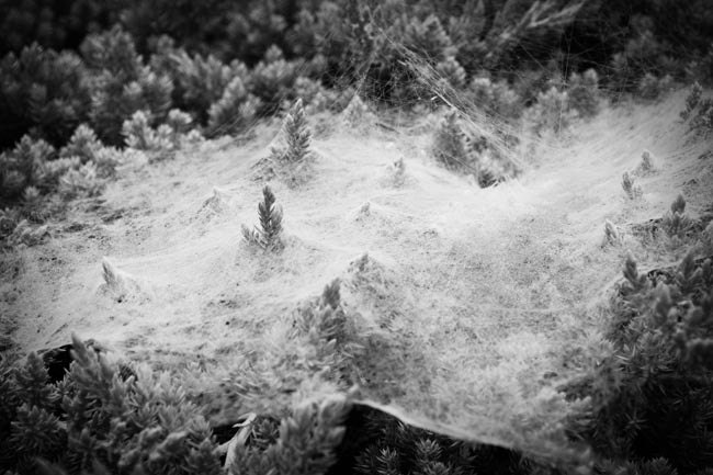 Halloween photograph spooky spiderweb in black and white 8x12 fine art