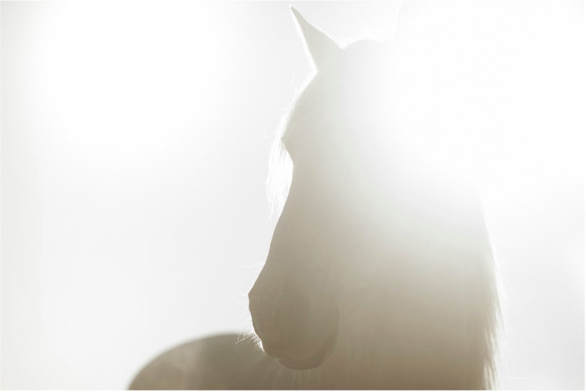 White horse photo - horse art - horse gift - horse photography - horse photograph - horse print - horse office decor - 8 x 10 print