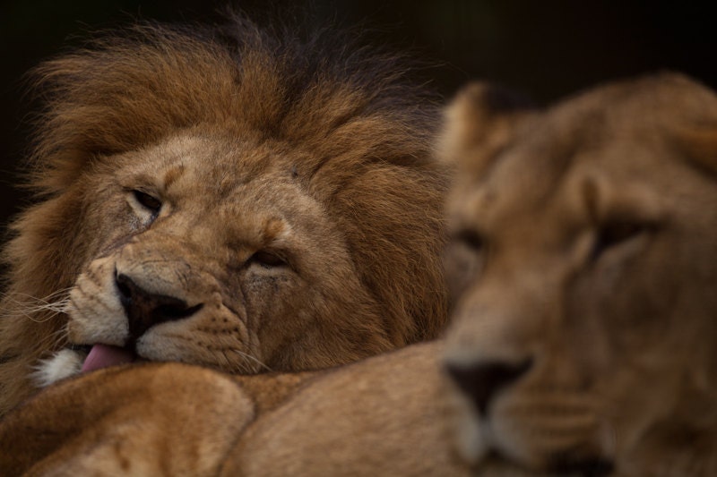 Buy cute gifts for him - Lion and Lioness Art - Romantic Fine Art Nature Photography Print - Cute Animal Prints - Husband and Wife Romantic Gift for Him - Wildnis