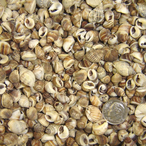 2 ounces common nutmeg shells tiny seashells for beach inspired crafts